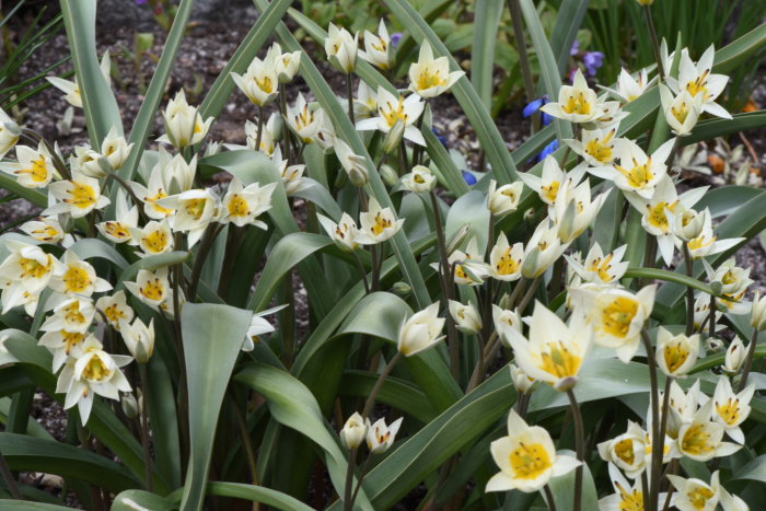 Vit och gul Tulipa turkestanica, en botanisk tulpan som blommar med flera blommor på en stängel.