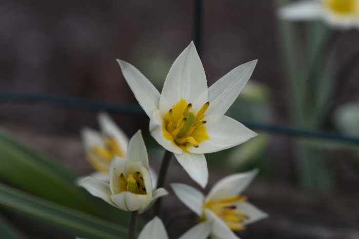 Tulipa turkestanica, botanisk tulpan med flera blommor på en stängel, blommar i naturen.