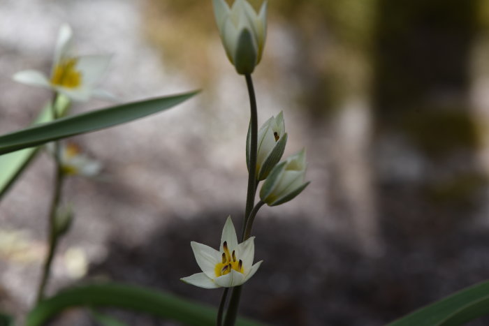 Botanisk tulpan 'Tulipa turkestanica' med flera blommor på en stängel mot suddig bakgrund.