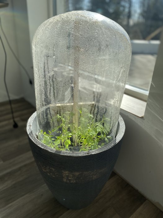 Miniväxthus med unga växter inne i en plastkupol placerad i en strimmig kruka vid ett fönster.