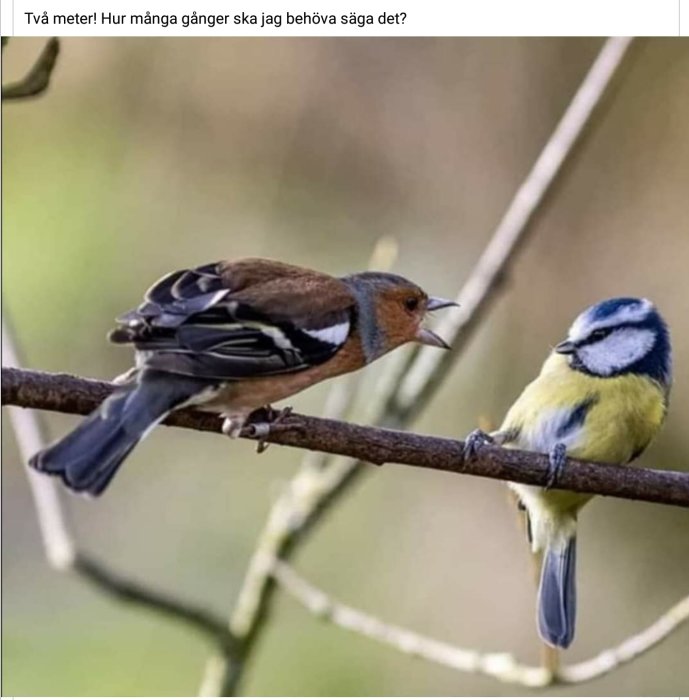 En bofink och en blåmes sitter på en gren ansikte mot ansikte, som om de samtalar.