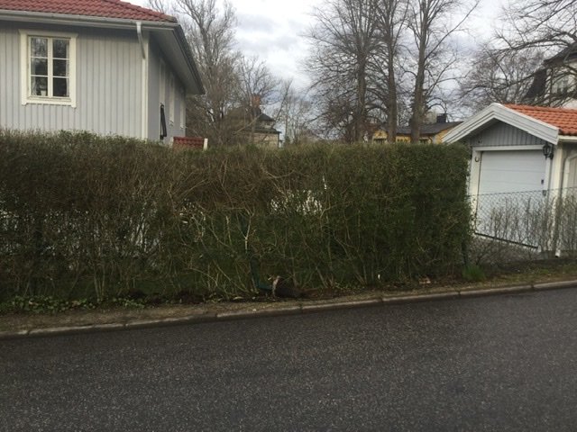 Skadad häck med brutna grenar vid en tomtgräns längs en gata, med hus i bakgrunden.