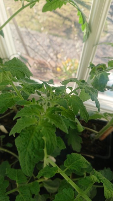 Tomatplanta med blomknoppar på en fönsterbräda, utsikt mot en trädgård i bakgrunden.