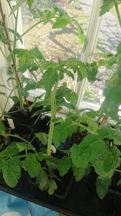 Tomatplantor med blad och blomknoppar i små krukor vid ett fönster inomhus.