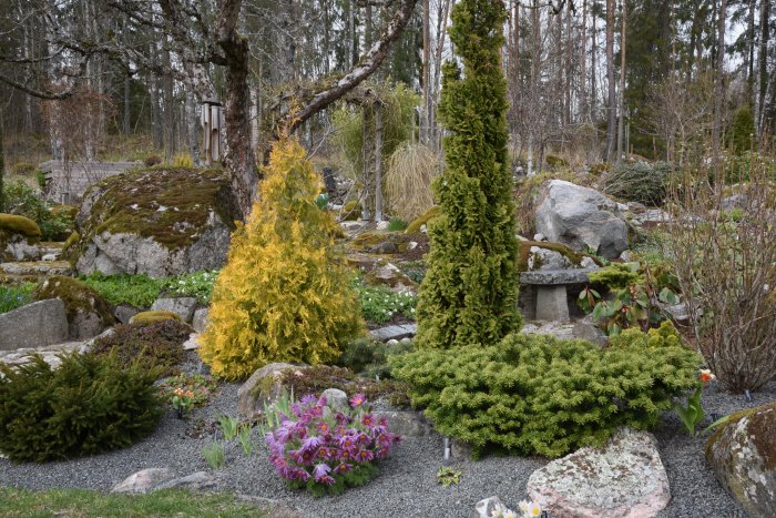 Trädgård med blommande Pulsatilla vulgaris 'Papageno' och Pulsatilla halleri ssp. slavica bland buskar och stenar.