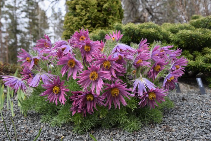 Lila backsippor Pulsatilla vulgaris 'Papageno' och Pulsatilla halleri ssp. slavica planterade i grus.