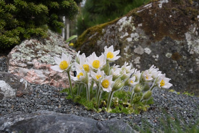 Backsippor Pulsatilla vulgaris 'Papageno' & P. halleri ssp. slavica i en stenig trädgårdsmiljö.