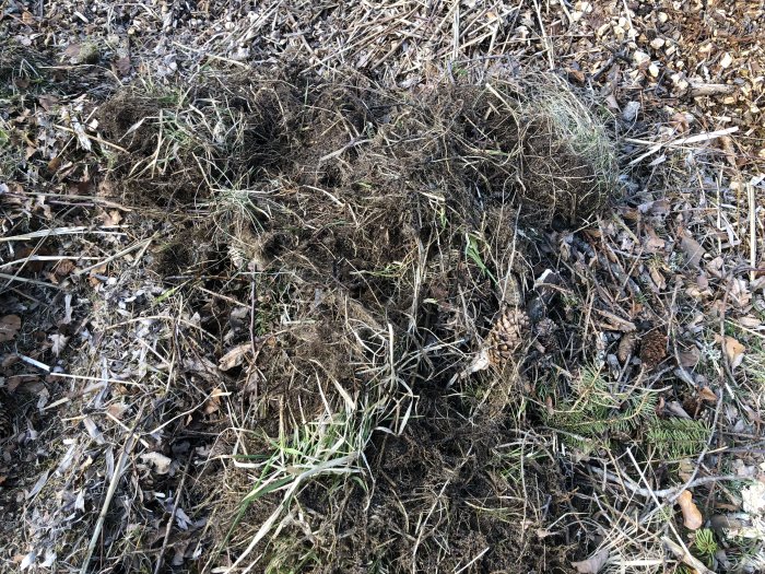 En upphög av våt sand, gräs och överblivet material på marken efter användning av siktmaskin.