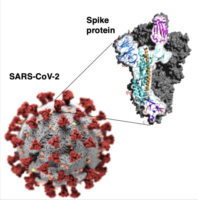 Illustration av SARS-CoV-2 med röda spike-proteiner och detaljerad struktur av ett spike-protein.