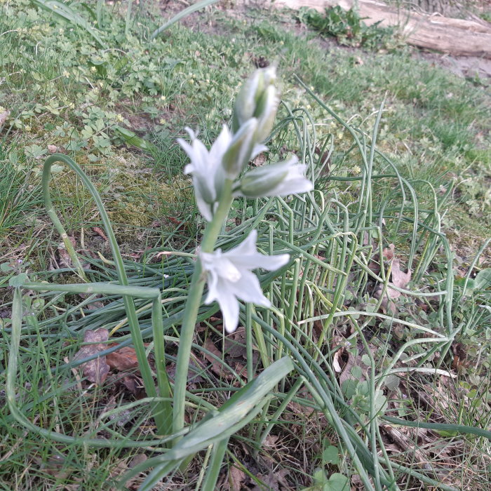 Vit stjärnformad blomma med smala blad i gräsmatta.