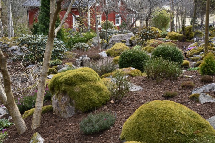 Trädgård med mossbeklädda stenar, välvårdade buskar och bakgrund av röd stuga.