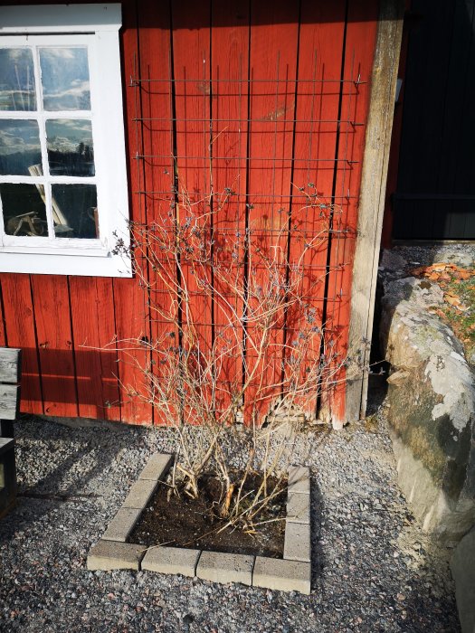 Växt framför röd vägg med uppsatt trådgaller och stenlagd kant som stöd för pollinerande växter.