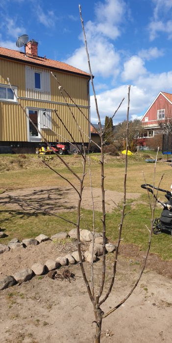 Ungt äppelträd efter beskärning med en gren med snäv vinkel framför en gul husfasad.