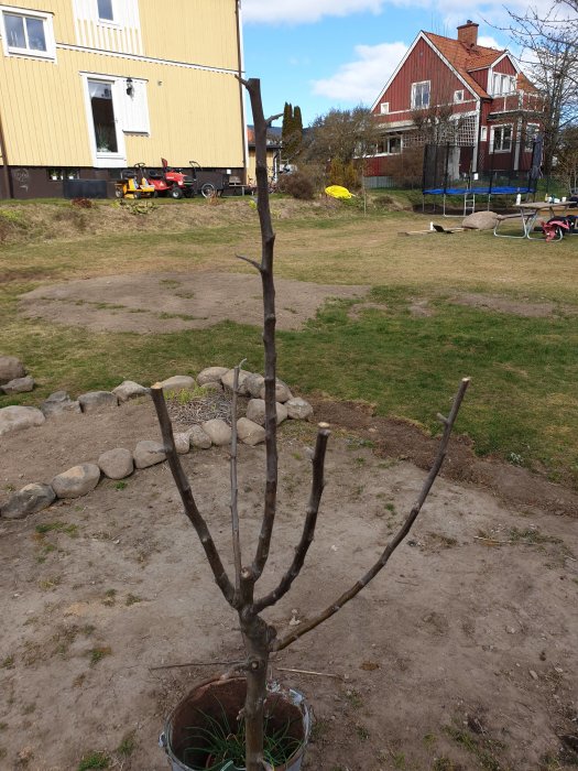 Ungt äppelträd beskuret med grenar i olika vinklar framför en husfasad under renovering.