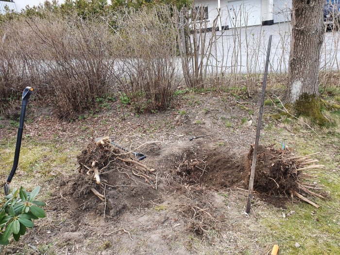 En uppgrävd rotklump från en syrén med spett och spade i en trädgård.