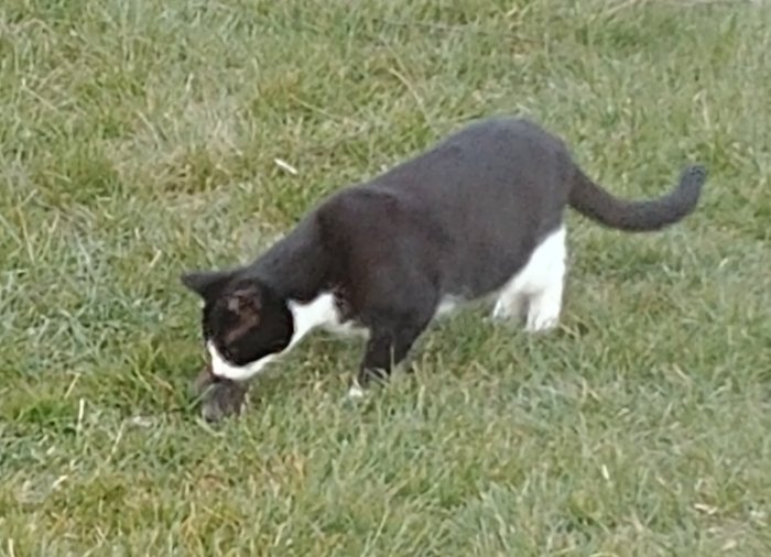 Svartvit katt på en gräsmatta med en fångad mus i munnen.