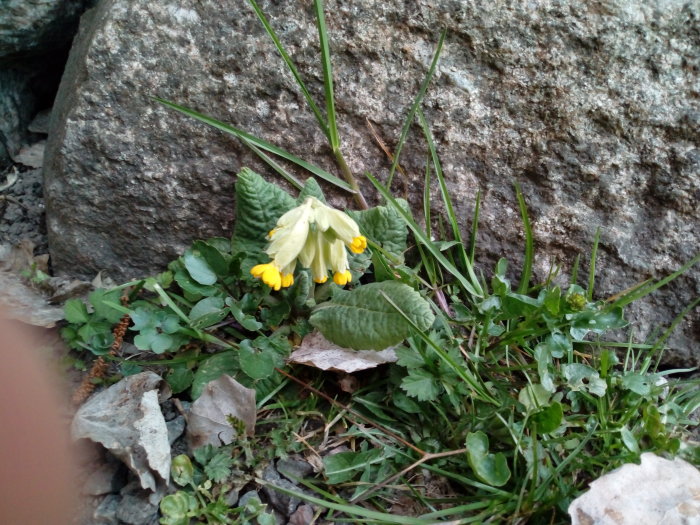 Gullvivor och vårkrage blommar intill en stenmur med grönska och löv.