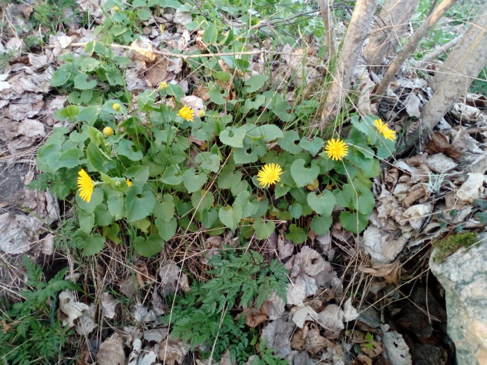 Gullvivor med gula blommor och gröna blad vid en stenmur bland lövförna på våren.