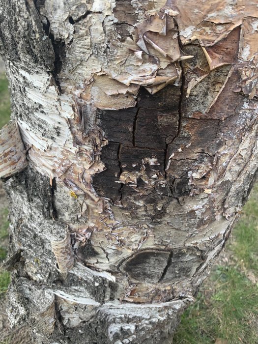 Närbild på en skadad björkstam med flagande bark och sprickor som tyder på röta.