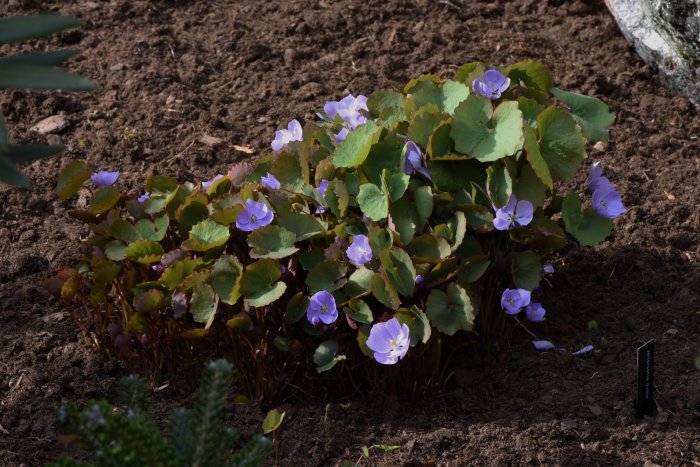 Jeffersonia dubia, blå presidentsippa, med lavendelblå blommor och rödtonade blad i trädgård.