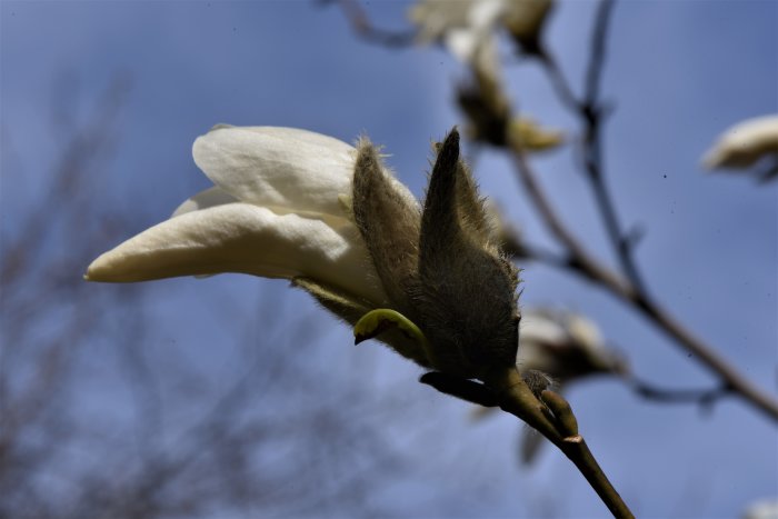 Knopp av Magnolia salicifolia 'Wada's memory' som håller på att släppa sitt vinterskydd mot en blå himmel.