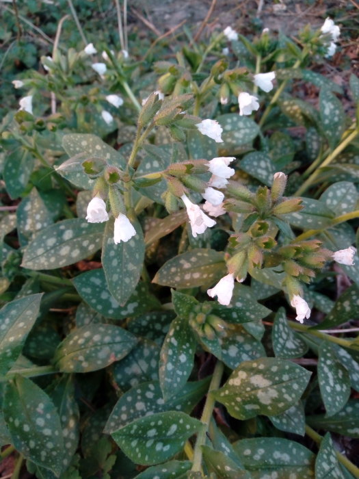 Lungört med gröna blad och vita blommor i en trädgård.