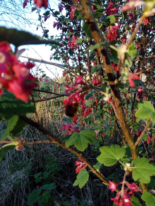 En humla samlar nektar på röda blommor av en rosenripsbuske, med gröna blad i bakgrunden.