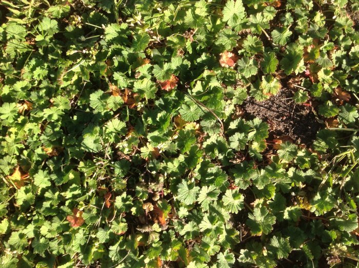 Grön sparvnäva täckt av tuggade blad och tecken på växtskador i dagsljus.