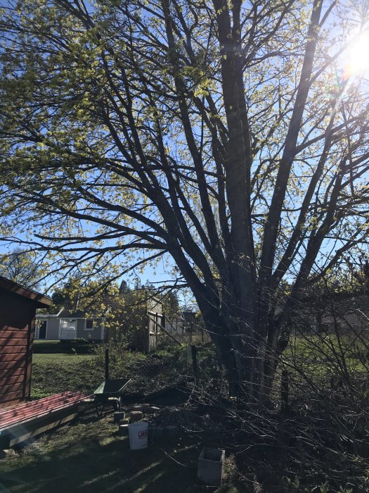 Stor lönnträd överhängande en trädgård med skymtat staket till höger och solstrålar genom lövverket.