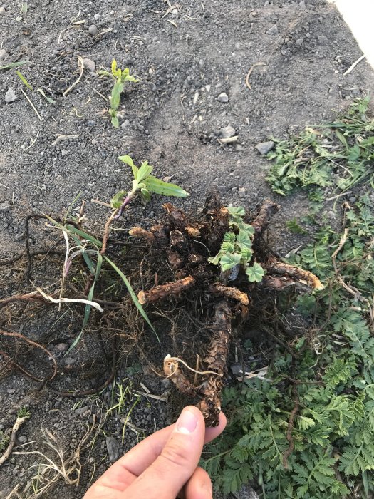 Hand håller en stor planta med synliga rötter över jordig mark.