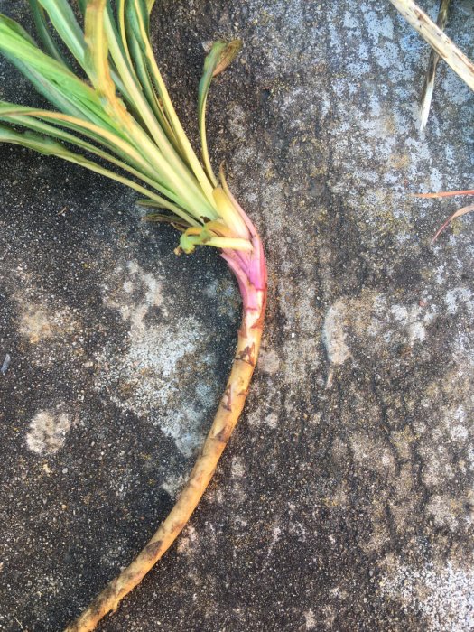 Vissnad planta med lång rot på stenmark.