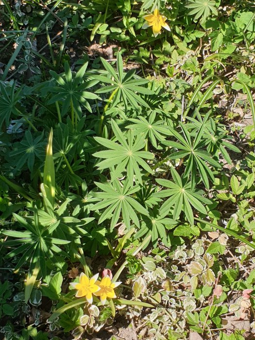 Soliga blommor och gröna bladverk av olika växter på marken.