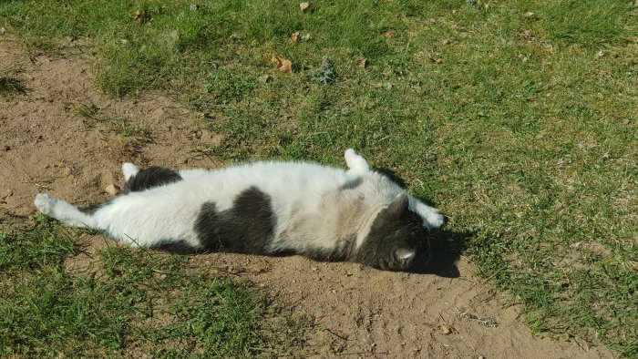 Katt ligger på rygg i en jordhög bredvid grönt gräs och ser ut att rulla sig i jorden.