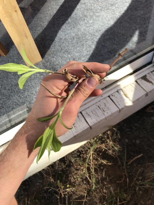 Person håller en planta med grenad stam och gröna blad i handen, liknar bambu.