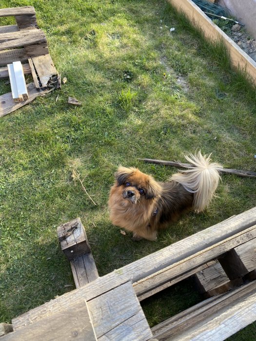 En hund tittar upp bredvid ett provisoriskt staket av träplankor på en gräsmatta.