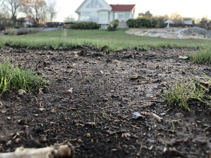 Nyutsprungen gräs på jordig mark med ett hus i bakgrunden, dag 12 efter grässådd.