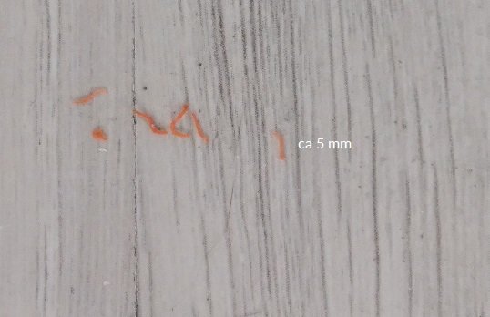 Orange larver på ett grått trägolv med texten "ca 5 mm" som storleksreferens.