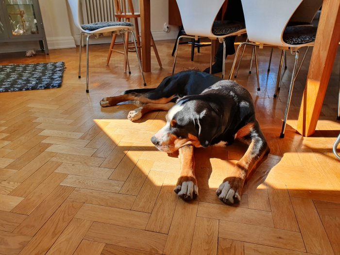 Sovande hund på trägolv i soligt rum med stolar i bakgrunden.