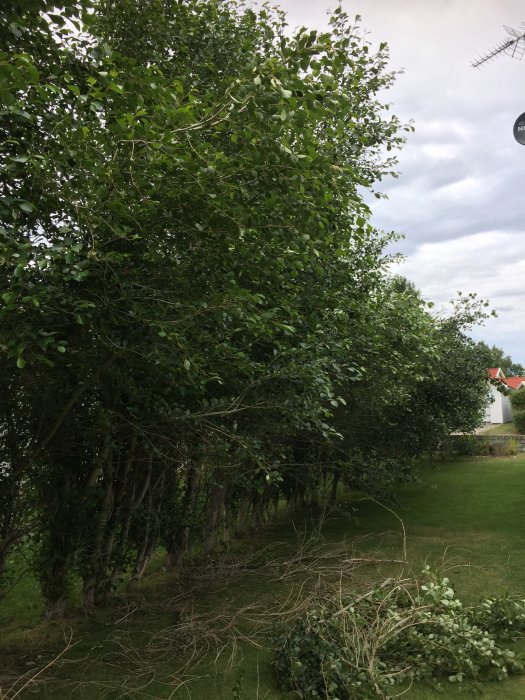 En lummig buske eller häck med gröna blad i en trädgård, en del grenar är avklippta på marken.