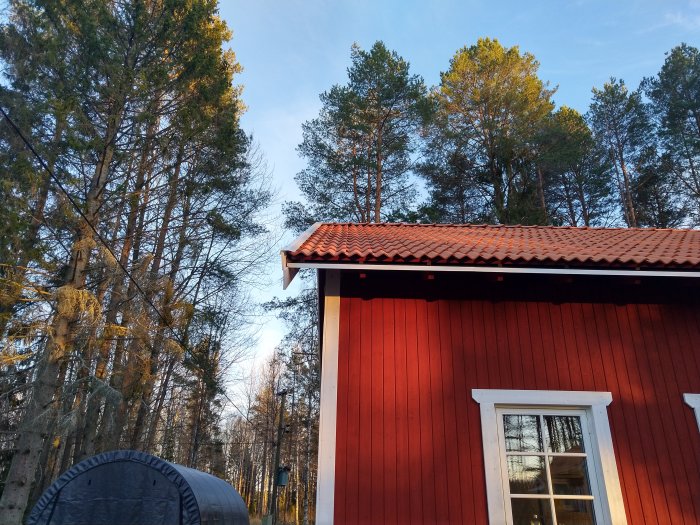 Nytt rött tak på en stuga med synliga extra skruvar i solnedgångsljus mot en skogsbakgrund.