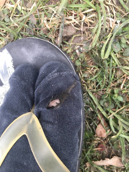 Fot i halkskydd och socka med hål som visar en tå mot en gräsmatta.