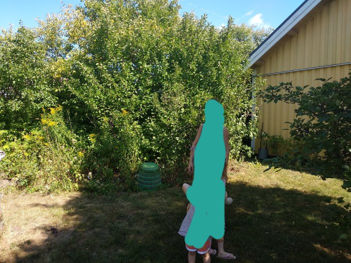 Tät vegetation i en trädgård med buskar och högt gräs vid ett gult hus, en suddig person i förgrunden.