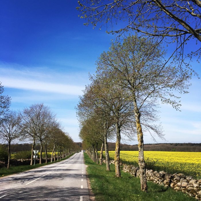 Landsväg omgiven av blommande rapsfält och träd under klarblå himmel.