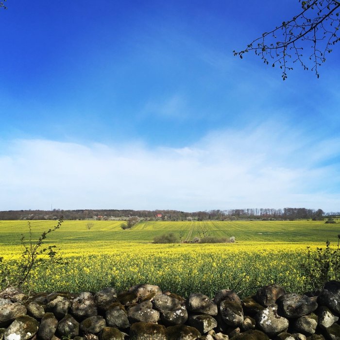 Blommande rapsfält med stenmur i förgrunden under en klarblå himmel.