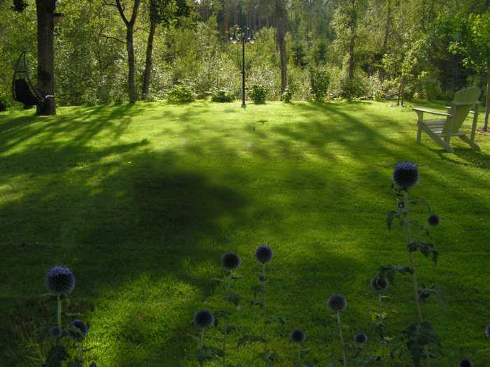 Trädgård med välskött gräsmatta och blommande växter i förgrunden, träd och buskage i bakgrunden under soligt väder.