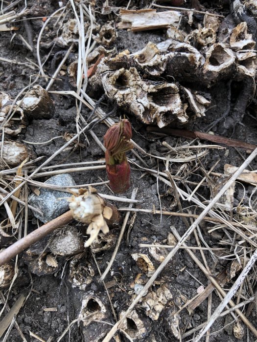 Nytt planta skott omgivet av torra grenar och gammal trädstubbe i trädgården.