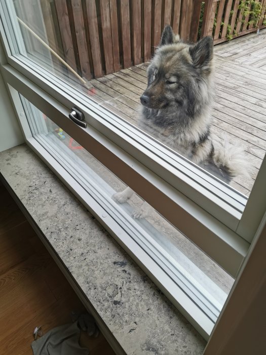 Nyinstallerad fönsterbänk i Jura Grey kalksten med hund utanför fönstret.