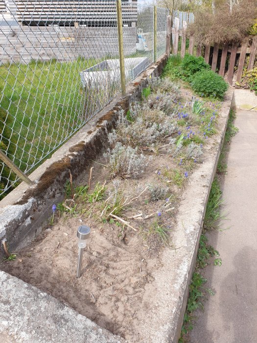 En rektangulär rabatt med lavendel och blå blommor vid en staketkant, nära en trottoar, med en solcellslampa i förgrunden.