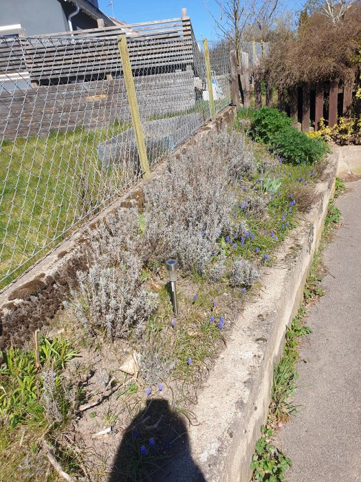 En rabatt med lavendel och blå blommor längs en trottoarkant med ett staket och skjul i bakgrunden.