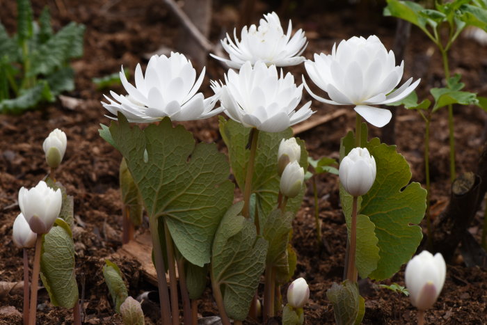 Blommande Sanguinaria canadensis (blodört) med vita blommor och stora gröna blad i trädgårdsjord.